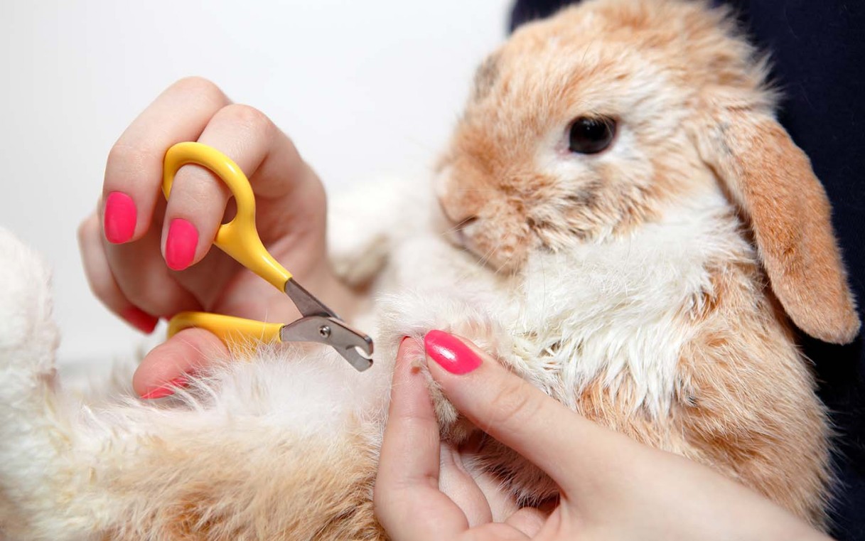 Cuidado de animales exóticos